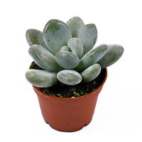 Пахифитум купить