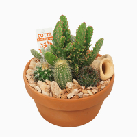 Суккулент микс композиция купить