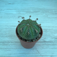 Эуфорбия купить