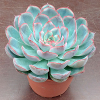 Ехеверія купить