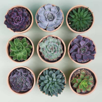 Эхеверия купить