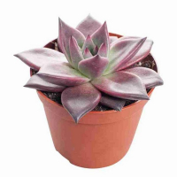 Эхеверия Zonder bloem купить