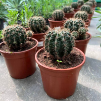 Кактус купить