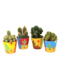 Кактус купить
