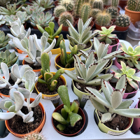 Суккулент мiкс у кашпо на магніті купить