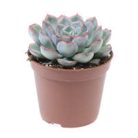 Ехеверія zonder bloem купить