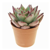 Эхеверия микс купить