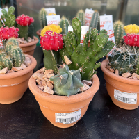 Кактус мiкс композиція купить