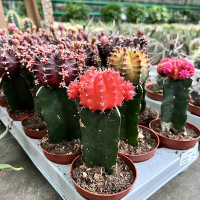 Гімнокаліціум купить