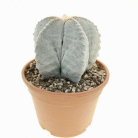 Астрофітум Myriostigma купить