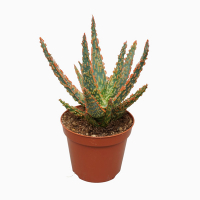 Алоэ Zebrina купить