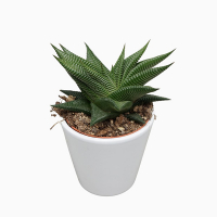 Хавортія Limifolia купить