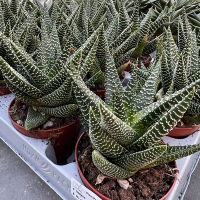 Хавортія купить