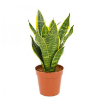 Сансевієрія Футура Суперба купить