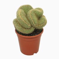 Еспостоа Гюнтера купить