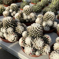 Маммілярія Gracilis oruga blanca купить