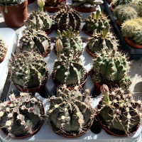 Гімнокаліціум купить