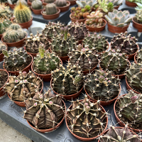 Гимнокалициум купить