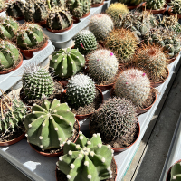 Кактус микс купить