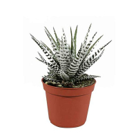 Хавортия fasciata Alba купить