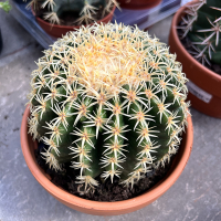 Эхинокактус grusonii brevispinus купить