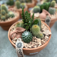 Кактус мiкс композиція купить