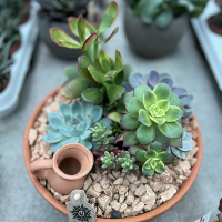 Суккуленты композиция купить