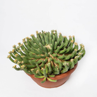 Эуфорбия купить