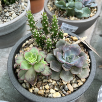 Суккуленты композиция купить