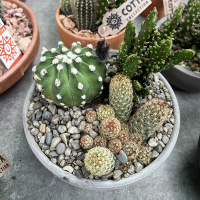 Кактуси композиція купить