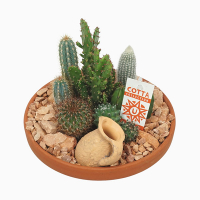 Кактус микс композиция купить