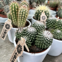 Кактус мiкс купить