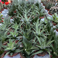 Алоэ мiкс купить