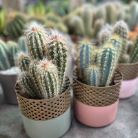 Кактус микс купить