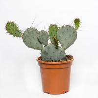 Опунція купить