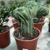 Цереус купить