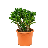 Крассула Horn Tree купить