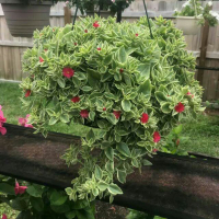 Аптенія купить