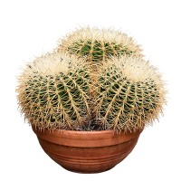 Эхинокактус grusonii intermedius купить