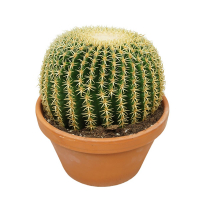 Ехінокактус grusonii intermedius купить