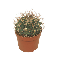 Гімнокаліціум Делета купить