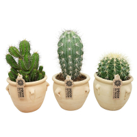 Кактус мiкс купить