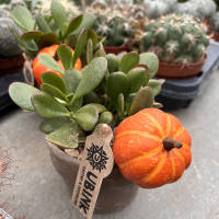 Суккулент композиція купить