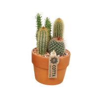 Кактус мiкс композиция купить