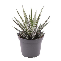 Хавортiя Big Band купить