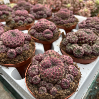 Сулькоребуция Рауша купить