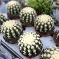 Эхинокактус Brevispina купить