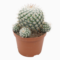 Маммілярія Bombycina купить