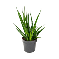 Сансевієрія Kirkii Friends купить