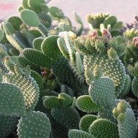 Опунція звичайна купить